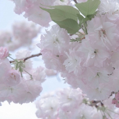 Furry数位绘画技巧Furry群